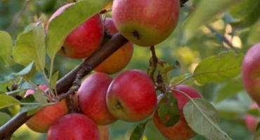 Kdy je lepší zasadit jabloně na předměstí, načasování a příprava půdy, péče o stromy